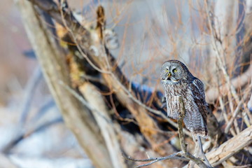 The great grey owl in the golden light. The great gray is a very large bird, documented as the world's largest species of owl by length. Here it is seen searching for prey in Quebec's harsh winter.