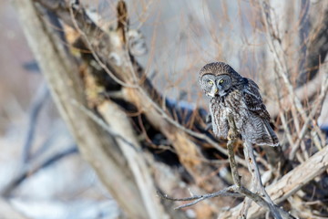 The great grey owl in the golden light. The great gray is a very large bird, documented as the world's largest species of owl by length. Here it is seen searching for prey in Quebec's harsh winter.