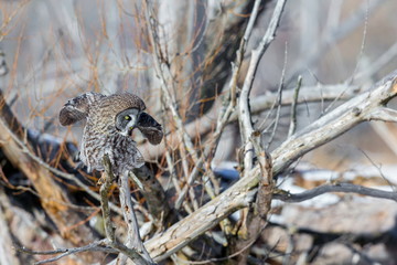 The great grey owl in the golden light. The great gray is a very large bird, documented as the world's largest species of owl by length. Here it is seen searching for prey in Quebec's harsh winter.