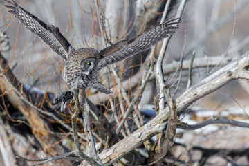 The great grey owl in the golden light. The great gray is a very large bird, documented as the world's largest species of owl by length. Here it is seen searching for prey in Quebec's harsh winter.