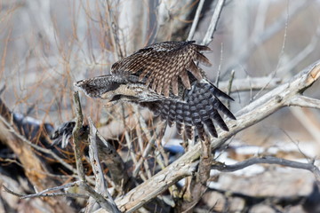 The great grey owl in the golden light. The great gray is a very large bird, documented as the world's largest species of owl by length. Here it is seen searching for prey in Quebec's harsh winter.