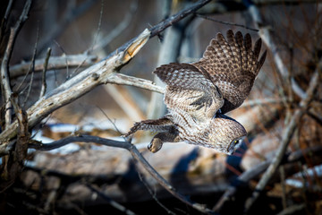 The great grey owl in the golden light. The great gray is a very large bird, documented as the world's largest species of owl by length. Here it is seen searching for prey in Quebec's harsh winter.