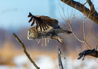 The great grey owl in the golden light. The great gray is a very large bird, documented as the world's largest species of owl by length. Here it is seen searching for prey in Quebec's harsh winter.
