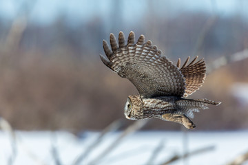 The great grey owl in the golden light. The great gray is a very large bird, documented as the world's largest species of owl by length. Here it is seen searching for prey in Quebec's harsh winter.