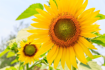 Obraz premium Sunflower flowers bloom in the summer