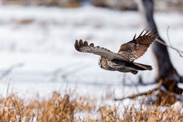 The great grey owl in the golden light. The great gray is a very large bird, documented as the world's largest species of owl by length. Here it is seen searching for prey in Quebec's harsh winter.