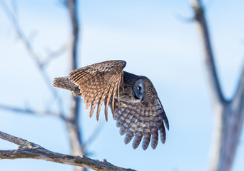 The great grey owl in the golden light. The great gray is a very large bird, documented as the world's largest species of owl by length. Here it is seen searching for prey in Quebec's harsh winter.