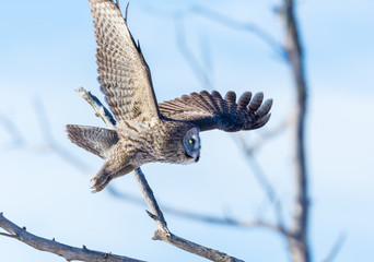 The great grey owl in the golden light. The great gray is a very large bird, documented as the world's largest species of owl by length. Here it is seen searching for prey in Quebec's harsh winter.