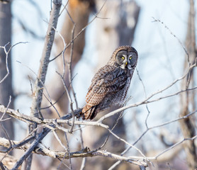 The great grey owl in the golden light. The great gray is a very large bird, documented as the world's largest species of owl by length. Here it is seen searching for prey in Quebec's harsh winter.