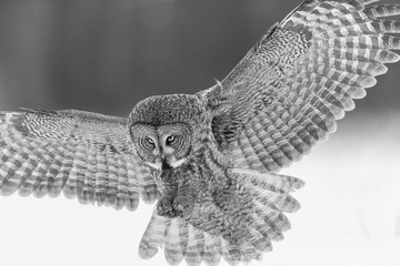 The great grey owl in the golden light. The great gray is a very large bird, documented as the...
