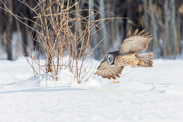The great grey owl in the golden light. The great gray is a very large bird, documented as the world's largest species of owl by length. Here it is seen searching for prey in Quebec's harsh winter.