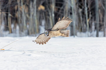 The great grey owl in the golden light. The great gray is a very large bird, documented as the world's largest species of owl by length. Here it is seen searching for prey in Quebec's harsh winter.