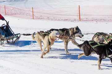 Dog race, dog team. kamchaka berengya