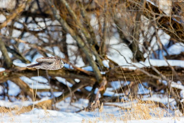 The great grey owl in the golden light. The great gray is a very large bird, documented as the world's largest species of owl by length. Here it is seen searching for prey in Quebec's harsh winter.