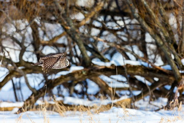The great grey owl in the golden light. The great gray is a very large bird, documented as the world's largest species of owl by length. Here it is seen searching for prey in Quebec's harsh winter.