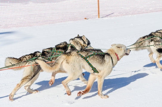 Dog race, dog team. kamchaka berengya