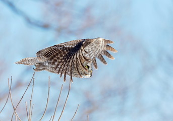 The great grey owl in the golden light. The great gray is a very large bird, documented as the world's largest species of owl by length. Here it is seen searching for prey in Quebec's harsh winter.