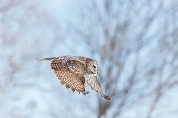 The great grey owl in the golden light. The great gray is a very large bird, documented as the world's largest species of owl by length. Here it is seen searching for prey in Quebec's harsh winter.