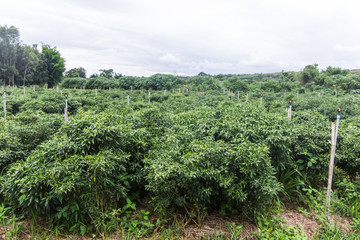 Fototapeta na wymiar green garden pepper in Thailand