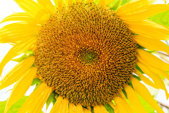 Sunflower flowers bloom in the summer
