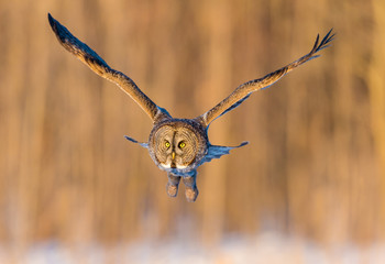 The great grey owl in the golden light. The great gray is a very large bird, documented as the world's largest species of owl by length. Here it is seen searching for prey in Quebec's harsh winter.