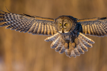 The great grey owl in the golden light. The great gray is a very large bird, documented as the world's largest species of owl by length. Here it is seen searching for prey in Quebec's harsh winter. - 138281646