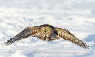 The great grey owl in the golden light. The great gray is a very large bird, documented as the world's largest species of owl by length. Here it is seen searching for prey in Quebec's harsh winter.