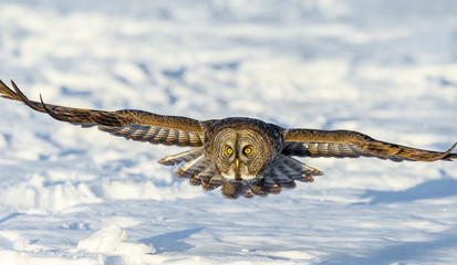 The great grey owl in the golden light. The great gray is a very large bird, documented as the world's largest species of owl by length. Here it is seen searching for prey in Quebec's harsh winter.