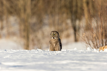 The great grey owl in the golden light. The great gray is a very large bird, documented as the world's largest species of owl by length. Here it is seen searching for prey in Quebec's harsh winter.