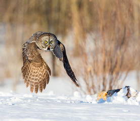 The great grey owl in the golden light. The great gray is a very large bird, documented as the world's largest species of owl by length. Here it is seen searching for prey in Quebec's harsh winter.