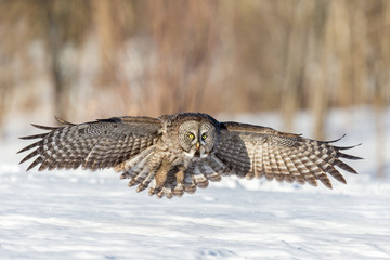 The great grey owl in the golden light. The great gray is a very large bird, documented as the world's largest species of owl by length. Here it is seen searching for prey in Quebec's harsh winter.