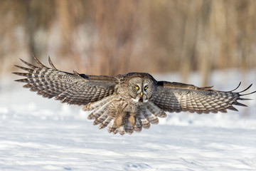 The great grey owl in the golden light. The great gray is a very large bird, documented as the world's largest species of owl by length. Here it is seen searching for prey in Quebec's harsh winter.