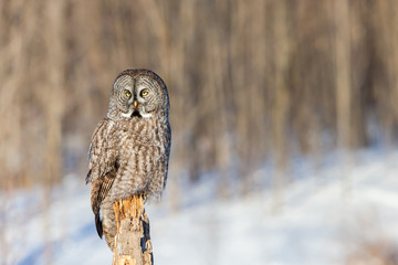 The great grey owl in the golden light. The great gray is a very large bird, documented as the world's largest species of owl by length. Here it is seen searching for prey in Quebec's harsh winter.