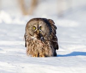 The great grey owl in the golden light. The great gray is a very large bird, documented as the world's largest species of owl by length. Here it is seen searching for prey in Quebec's harsh winter.