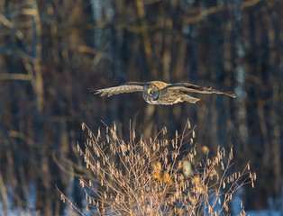 The great grey owl in the golden light. The great gray is a very large bird, documented as the world's largest species of owl by length. Here it is seen searching for prey in Quebec's harsh winter.