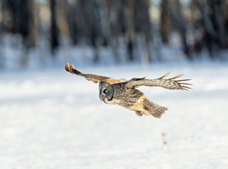 The great grey owl in the golden light. The great gray is a very large bird, documented as the world's largest species of owl by length. Here it is seen searching for prey in Quebec's harsh winter.