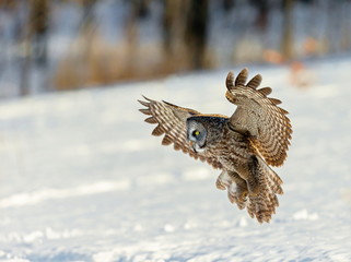 The great grey owl in the golden light. The great gray is a very large bird, documented as the world's largest species of owl by length. Here it is seen searching for prey in Quebec's harsh winter.