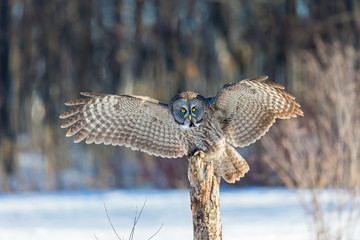 The great grey owl in the golden light. The great gray is a very large bird, documented as the world's largest species of owl by length. Here it is seen searching for prey in Quebec's harsh winter.