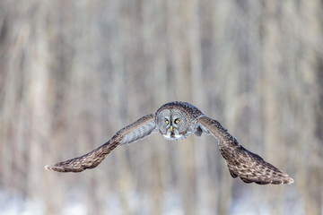 The great grey owl in the golden light. The great gray is a very large bird, documented as the world's largest species of owl by length. Here it is seen searching for prey in Quebec's harsh winter.