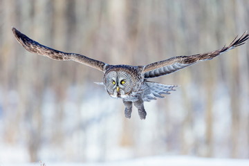 The great grey owl in the golden light. The great gray is a very large bird, documented as the world's largest species of owl by length. Here it is seen searching for prey in Quebec's harsh winter.