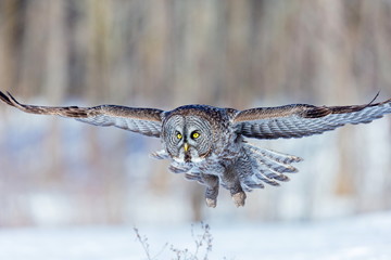 The great grey owl in the golden light. The great gray is a very large bird, documented as the world's largest species of owl by length. Here it is seen searching for prey in Quebec's harsh winter.