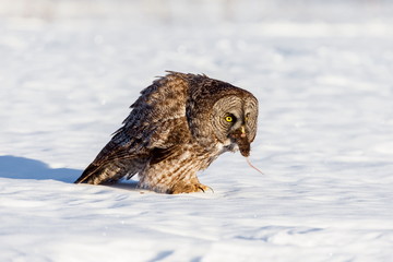 The great grey owl in the golden light. The great gray is a very large bird, documented as the world's largest species of owl by length. Here it is seen searching for prey in Quebec's harsh winter.