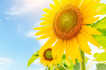 Obraz premium Sunflower flowers bloom in the summer