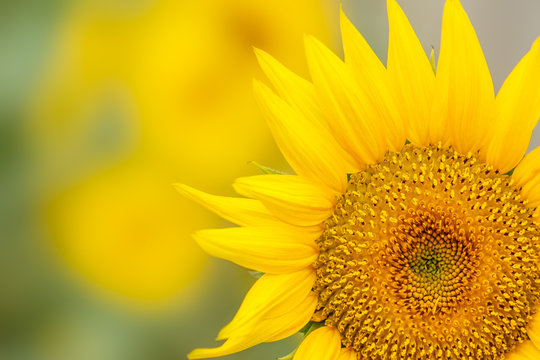 Sunflower flowers bloom in the summer
