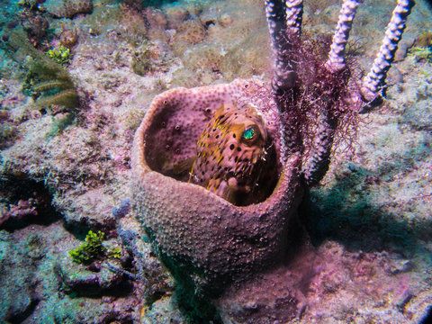 Puffer Fish in a Spoonge 