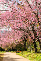 pink flower tunnel of Sakura or Wild Himalayan Cherry tree in outdoor park at Khun Wang Royal Project of Chiang Mai,Thailand