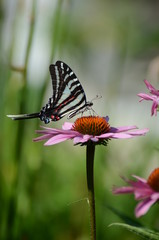 Zebra Swallowtail in Summer Garden