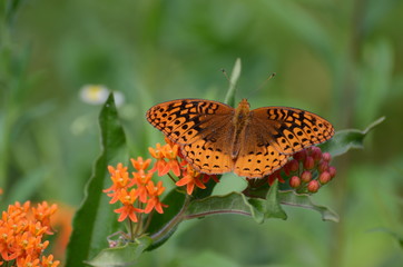 Orange Butterfly Weed