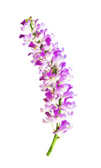 Bouguet orchid flowers isolated