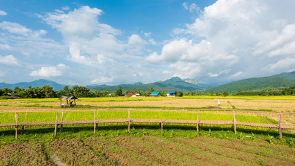 Bamboo walkway rice terraces on mountain in Nan Province, northern of Thailand.